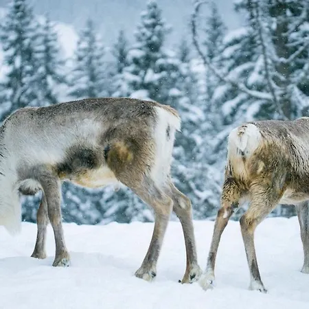 Les Autrichiens - Apartment *