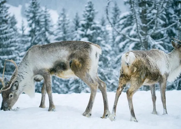 Les Autrichiens - Apartmán *